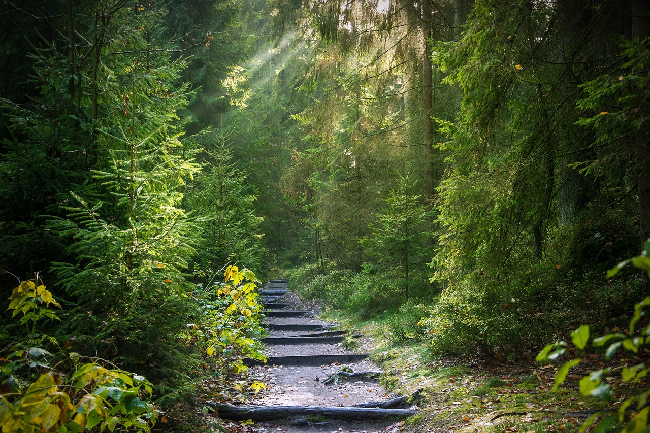 校园植物足迹全景